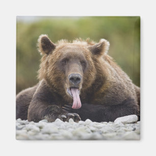 USA, Alaska, Katmai-Nationalpark, Kukak Bay, Magnet