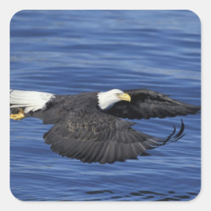 USA, Alaska, Kenai-Halbinsel Weißkopfseeadler Quadratischer Aufkleber
