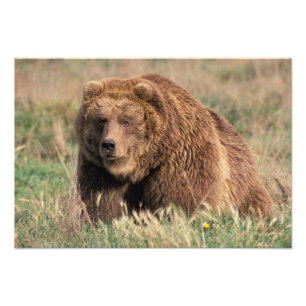 USA, Alaska, Kodiak Island, Fotodruck