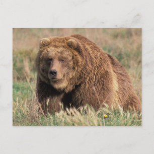 USA, Alaska, Kodiak Island, Postkarte