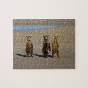 USA. Alaska. Küstenbraunbären-Jungtiere Puzzle