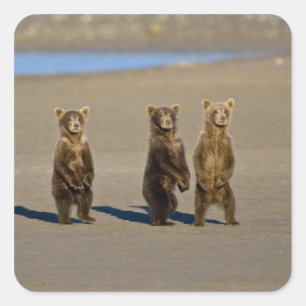 USA. Alaska. Küstenbraunbären-Jungtiere Quadratischer Aufkleber