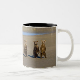 USA. Alaska. Küstenbraunbären-Jungtiere Zweifarbige Tasse