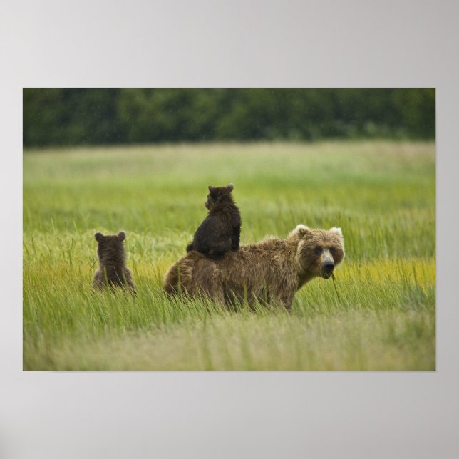 USA, Alaska, Lake Clark National Park. A Poster (Vorne)