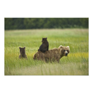 USA, Alaska, Lake Clark National Park Fotodruck