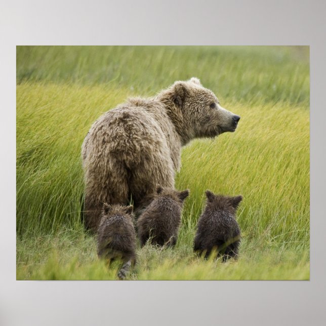 USA, Alaska, Lake Clark National Park. Grizzly Poster (Vorne)