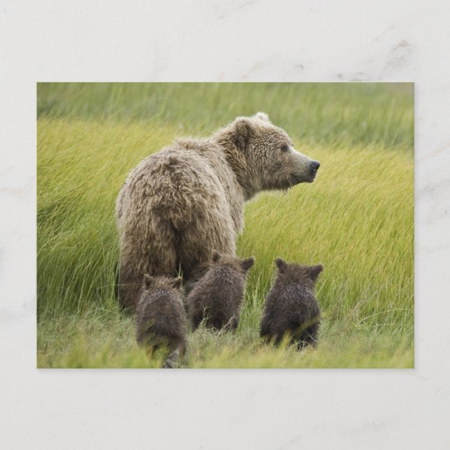 USA, Alaska, Lake Clark National Park. Grizzly Postkarte (Vorderseite)