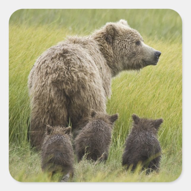 USA, Alaska, Lake Clark National Park. Grizzly Quadratischer Aufkleber (Vorderseite)