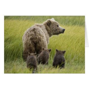 USA, Alaska, Lake Clark Nationalpark. Grizzly