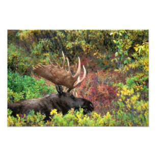 USA, Alaska, Nationalpark Denali, Bull Moose Fotodruck