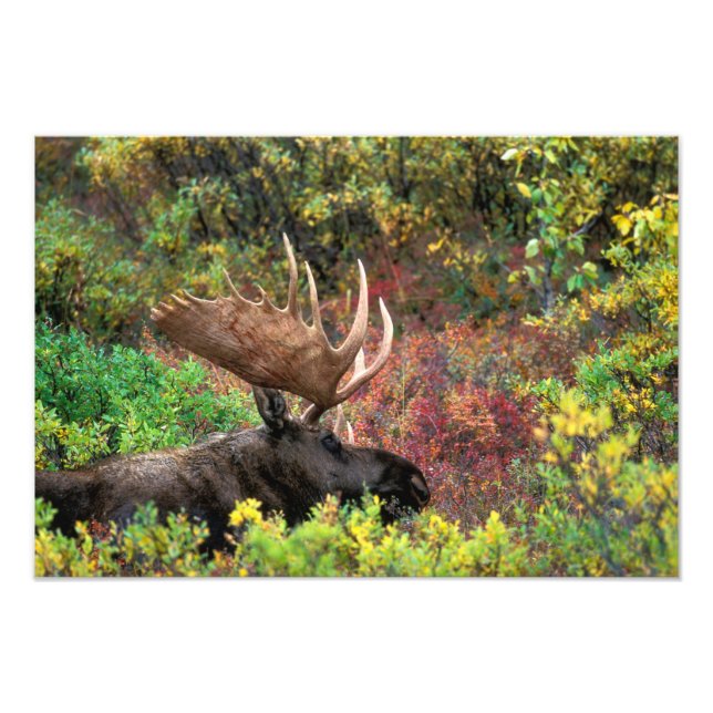USA, Alaska, Nationalpark Denali, Bull Moose Fotodruck (Vorne)