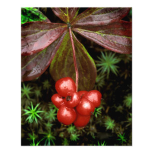 USA, Alaska, Nationalpark Denali. Detail Fotodruck