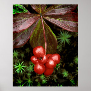 USA, Alaska, Nationalpark Denali. Einzelheiten Poster