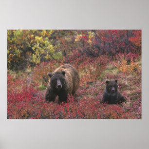 USA, Alaska, Nationalpark Denali. Grizzle Poster