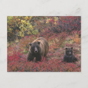 USA, Alaska, Nationalpark Denali. Grizzle Postkarte