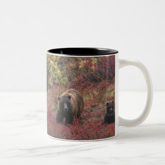 USA, Alaska, Nationalpark Denali. Grizzle Zweifarbige Tasse (Rechts)