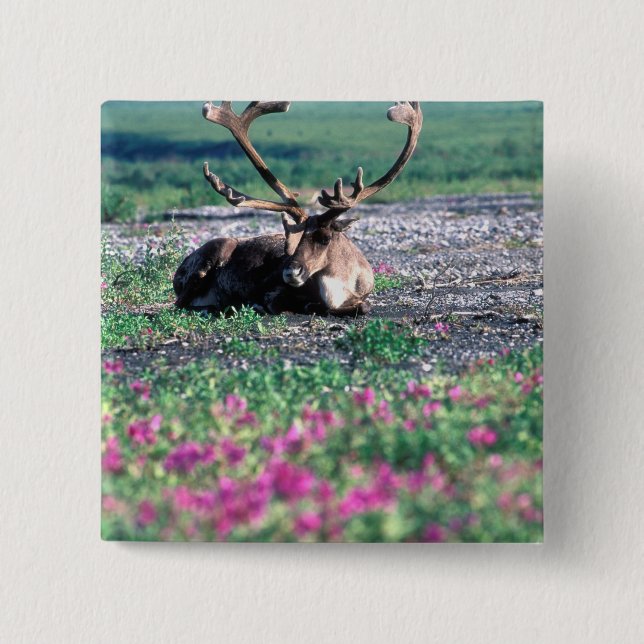 USA, Alaska, Nationalpark Denali, Karibik Button (Vorderseite)