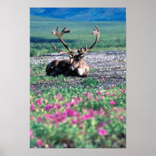 USA, Alaska, Nationalpark Denali, Karibik Poster