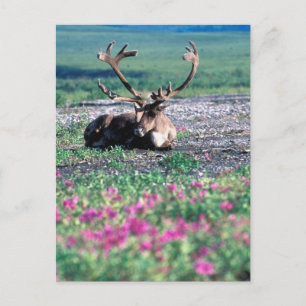 USA, Alaska, Nationalpark Denali, Karibik Postkarte