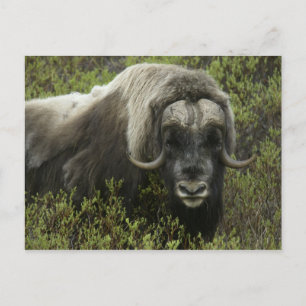 USA, Alaska, Nome. Nahaufnahme eines Moschusochsen Postkarte
