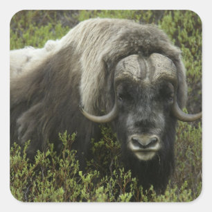 USA, Alaska, Nome. Nahaufnahme eines Moschusochsen Quadratischer Aufkleber