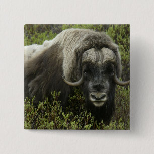 USA, Alaska, Nome. Nahes Auftragen von Moschusochs Button