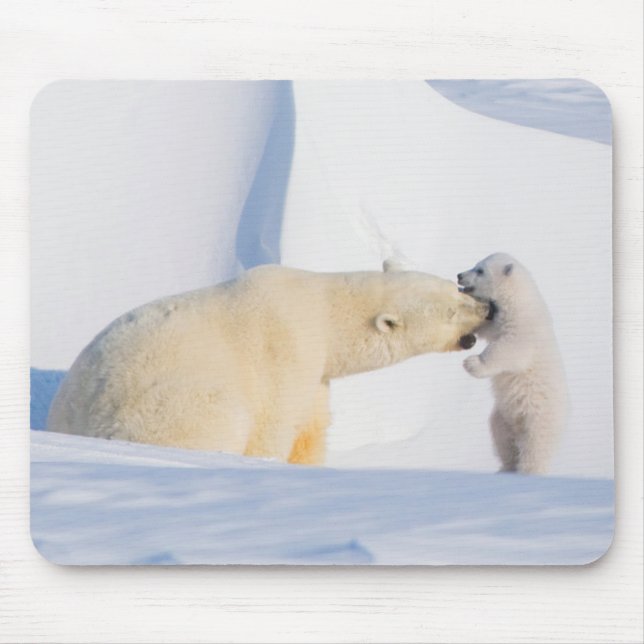 USA, Alaska, Nordhang | Polar Bears Mousepad (Vorne)