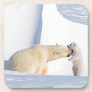 USA, Alaska, North Slope   Eisbären Getränkeuntersetzer