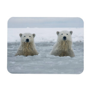 USA, Alaska, North Slope, Eisbären Magnet