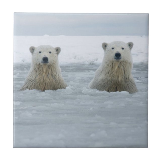 USA, Alaska, North Slope, Polar Bears Fliese (Vorderseite)