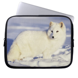 USA, Alaska. Polarfuchs im Winterfell Laptopschutzhülle