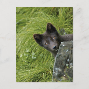 USA, Alaska, Pribilof-Inseln, St. Paul. Blau Postkarte