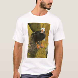 USA, Alaska, Pribilof-Inseln, St. Paul. Schopf- T-Shirt