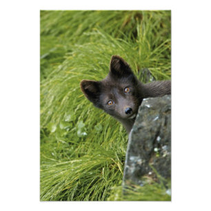 USA, Alaska, Pribilof Islands, St Paul. Blau Fotodruck