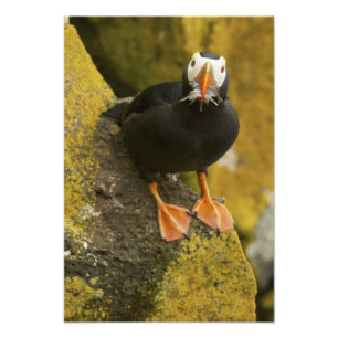 USA, Alaska, Pribilof Islands, St Paul. gespannt Fotodruck