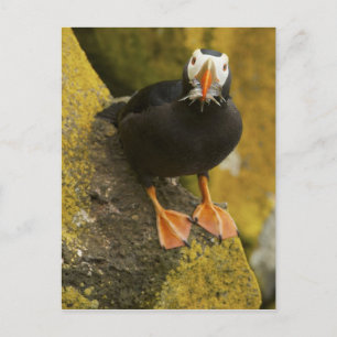 USA, Alaska, Pribilof Islands, St Paul. gespannt Postkarte