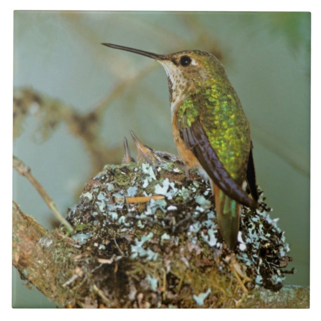 USA, Alaska. Rufous Humming-Vogel Fliese (Vorderseite)