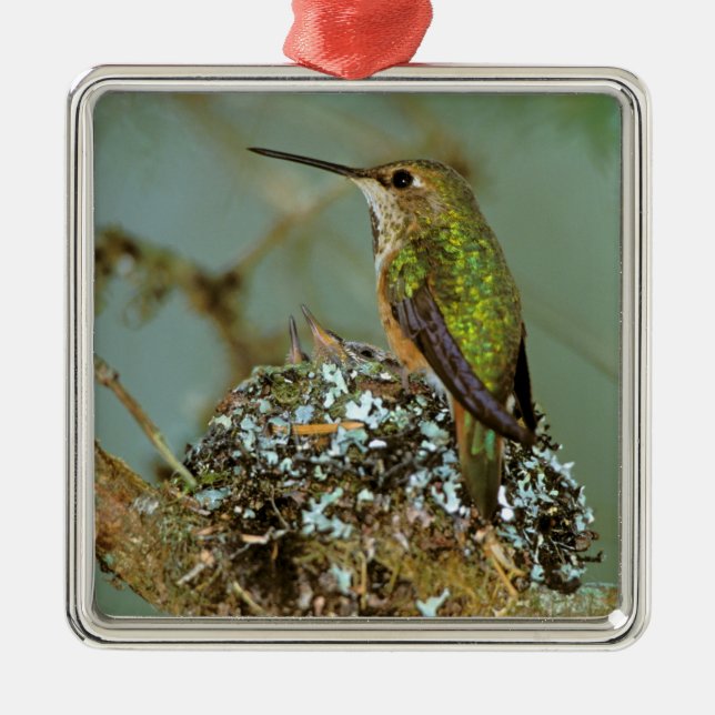 USA, Alaska. Rufous Humming-Vogel Silbernes Ornament (Vorne)
