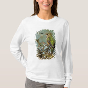USA, Alaska. Rufous Humming-Vogel T-Shirt