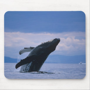 USA, Alaska, Tongass National Forest, Buckelwal Mousepad