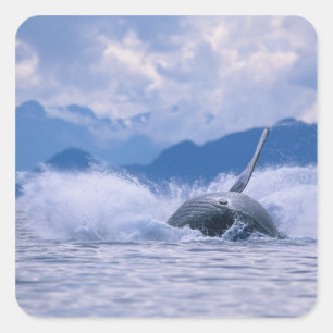 USA, Alaska, Tongass National Forest, Buckelwal Quadratischer Aufkleber