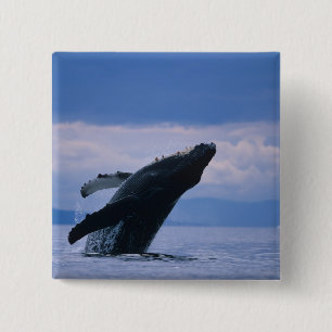 USA, Alaska, Tongass National Forest, Humpback Button