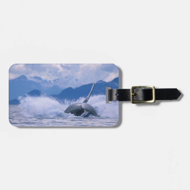 USA, Alaska, Tongass National Forest, Humpback Gepäckanhänger (Vorderseite horizontal)