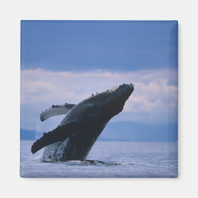 USA, Alaska, Tongass National Forest, Humpback Magnet (Vorne)