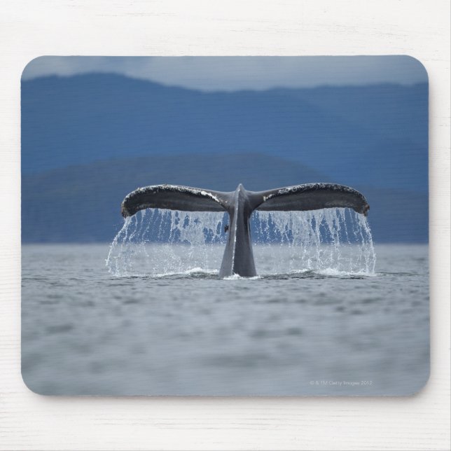 USA, Alaska, Tongass National Forest, Humpback Mousepad (Vorne)