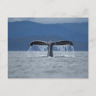 USA, Alaska, Tongass National Forest, Humpback Postkarte