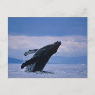 USA, Alaska, Tongass National Forest, Humpback Postkarte
