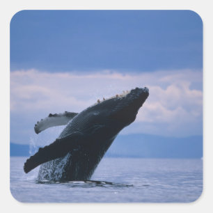 USA, Alaska, Tongass National Forest, Humpback Quadratischer Aufkleber