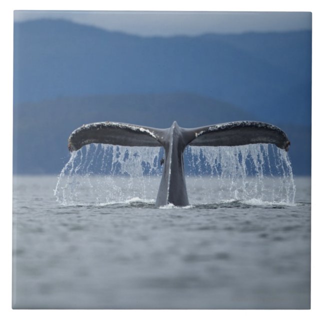 USA, Alaska, Tongass staatlicher Wald, Buckel Fliese (Vorderseite)