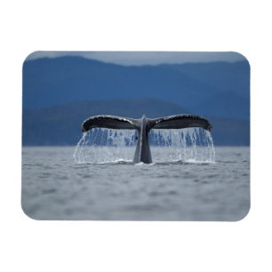 USA, Alaska, Tongass staatlicher Wald, Buckel Magnet
